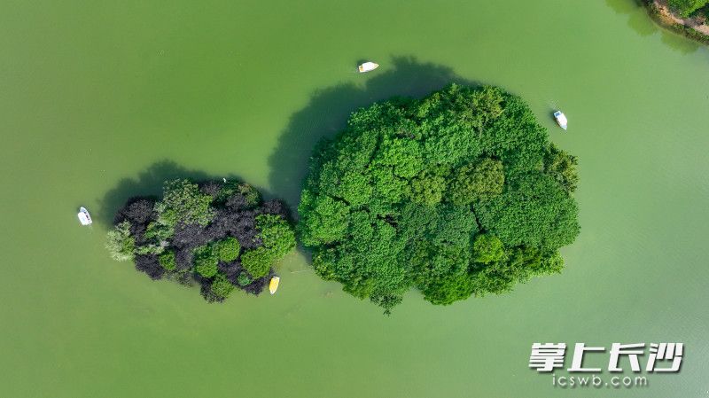 月湖公园内，游客乘坐着游船正围绕着鸟类栖息的湖中岛观赏游玩。均为长沙晚报全媒体记者 刘晓敏 摄