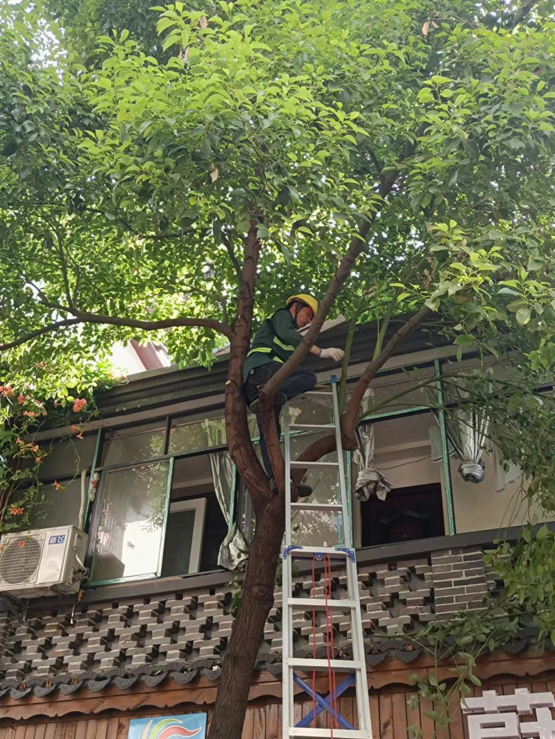 李文广经常要爬到树上工作。
