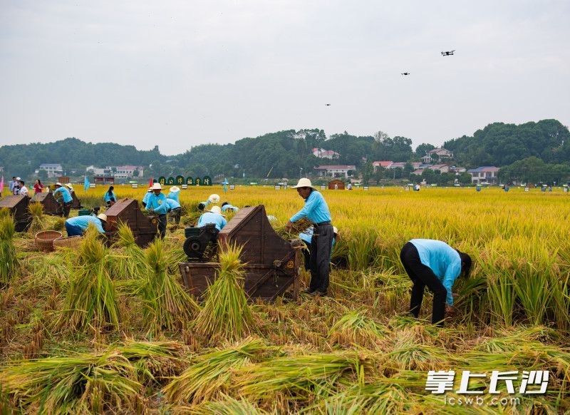 参赛选手正在稻田里进行水稻收割比赛。图片均为长沙晚报全媒体记者 邹麟   摄