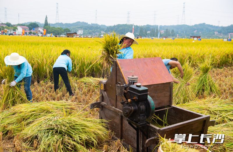 参赛选手正在稻田里进行水稻收割比赛。