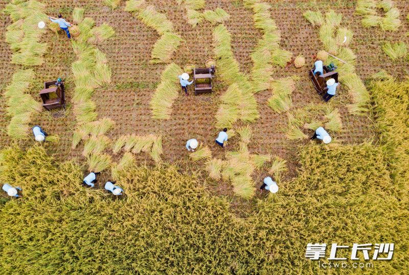参赛选手正在稻田里进行水稻收割比赛。长沙晚报全媒体记者 邹麟 摄