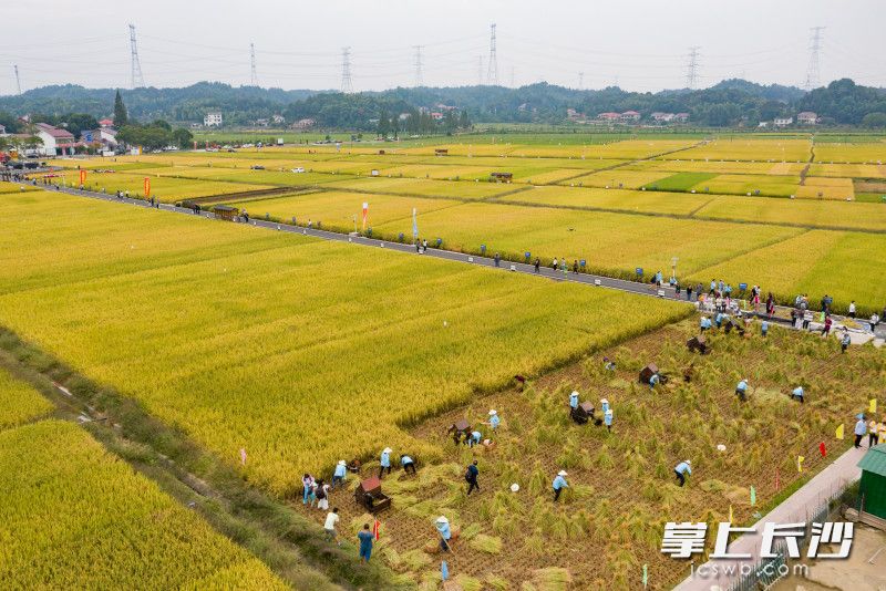 金色的稻田里参赛选手正在稻田里进行水稻收割比赛。长沙晚报全媒体记者 邹麟 摄
