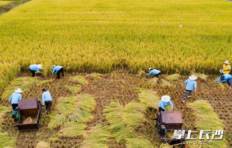 参赛选手正在稻田里进行水稻收割比赛。长沙晚报全媒体记者 邹麟 摄
