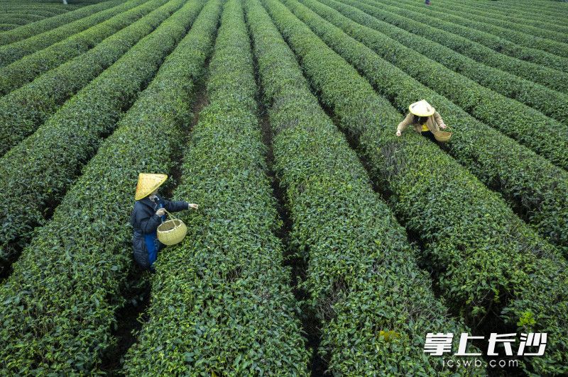 茶农们开始了今年第一批春茶的采收，俗称“采头茶”。  均为长沙晚报全媒体记者郭雨滴摄