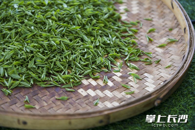从茶园采下的鲜叶会第一时间送到茶厂，进行摊青。