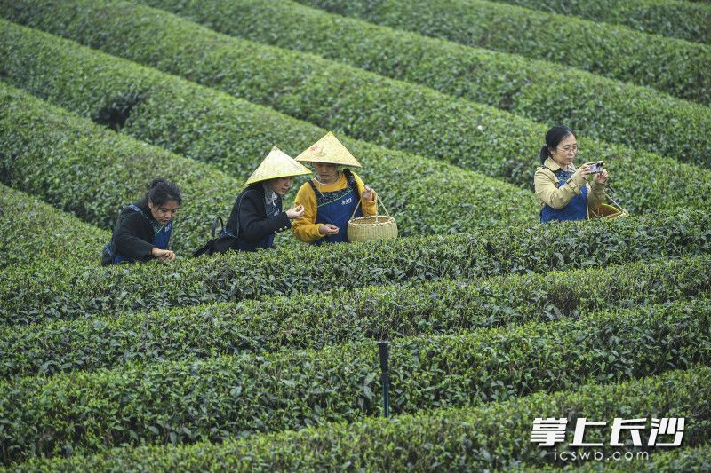 在金井镇，茶旅融合理念不断成熟。