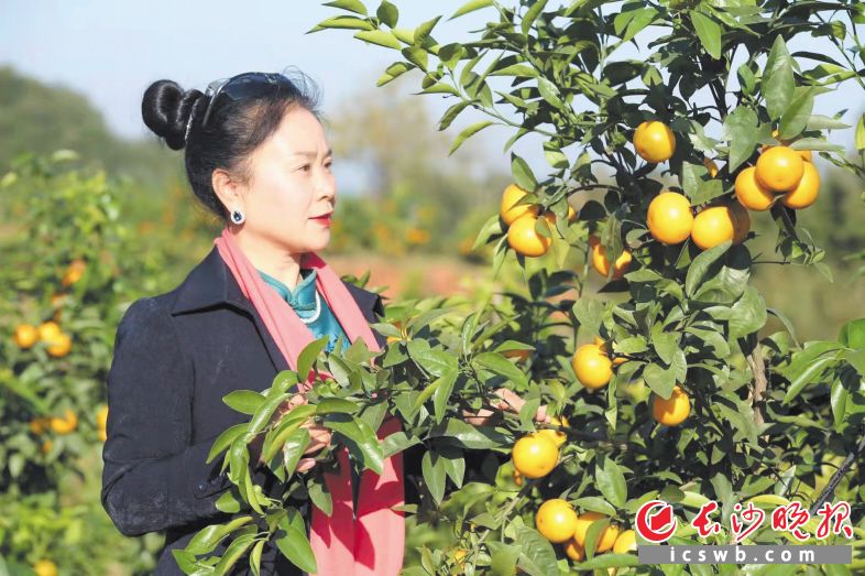 黄澄澄的橘子挂满枝头，周慈英喜迎丰收，她也迎来一年最忙的时候。　　长沙晚报全媒体记者 钱娟 摄