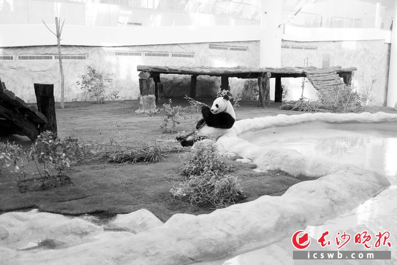 　　中东地区的首对大熊猫吸引了不少人前来观看。　　特约记者宗倩倩 王佳骏 摄影报道