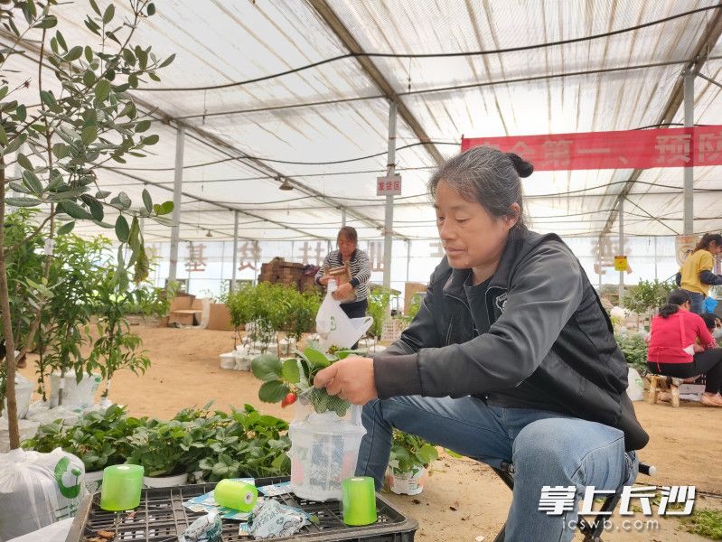 5月26日上午，位于长沙县路口镇花桥湾村的湖南湘移农林科技有限公司育苗棚内，工人们正在抓紧打包果苗。罗汝彬摄